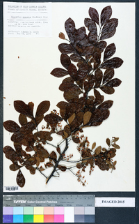 Leucothoe recurva image