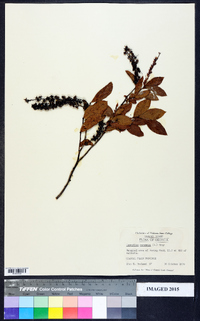 Leucothoe racemosa image