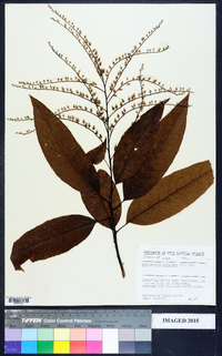 Oxydendrum arboreum image