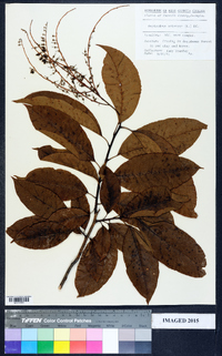 Oxydendrum arboreum image