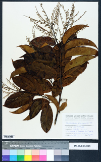 Oxydendrum arboreum image