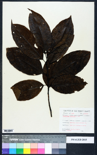 Oxydendrum arboreum image