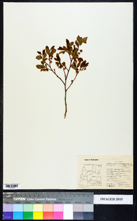 Vaccinium membranaceum image