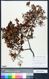 Vaccinium stenophyllum image