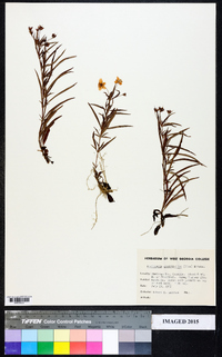 Lysimachia quadriflora image