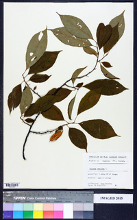 Halesia carolina image