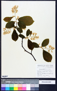 Styrax grandifolius image