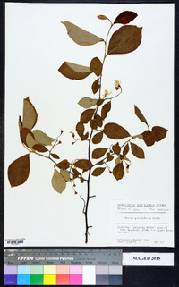 Styrax grandifolius image