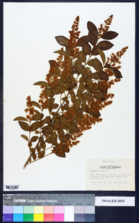 Ligustrum vulgare image