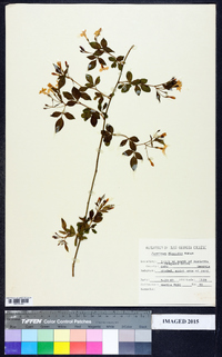 Jasminum floridum image