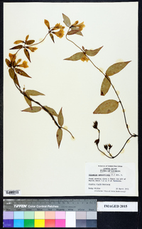 Gelsemium sempervirens image