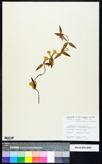 Gelsemium sempervirens image