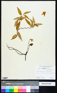 Gelsemium sempervirens image