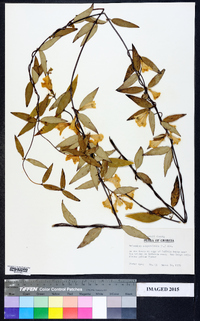 Gelsemium sempervirens image