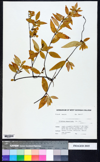 Gelsemium sempervirens image