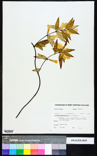 Gelsemium sempervirens image