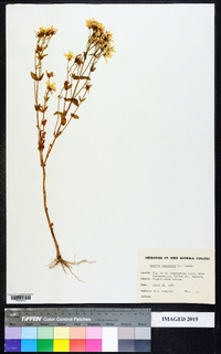 Sabatia angularis image