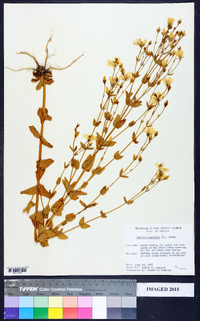 Sabatia angularis image