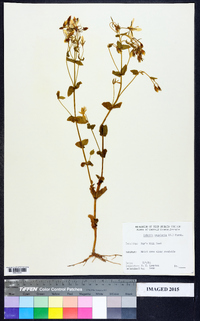 Sabatia angularis image