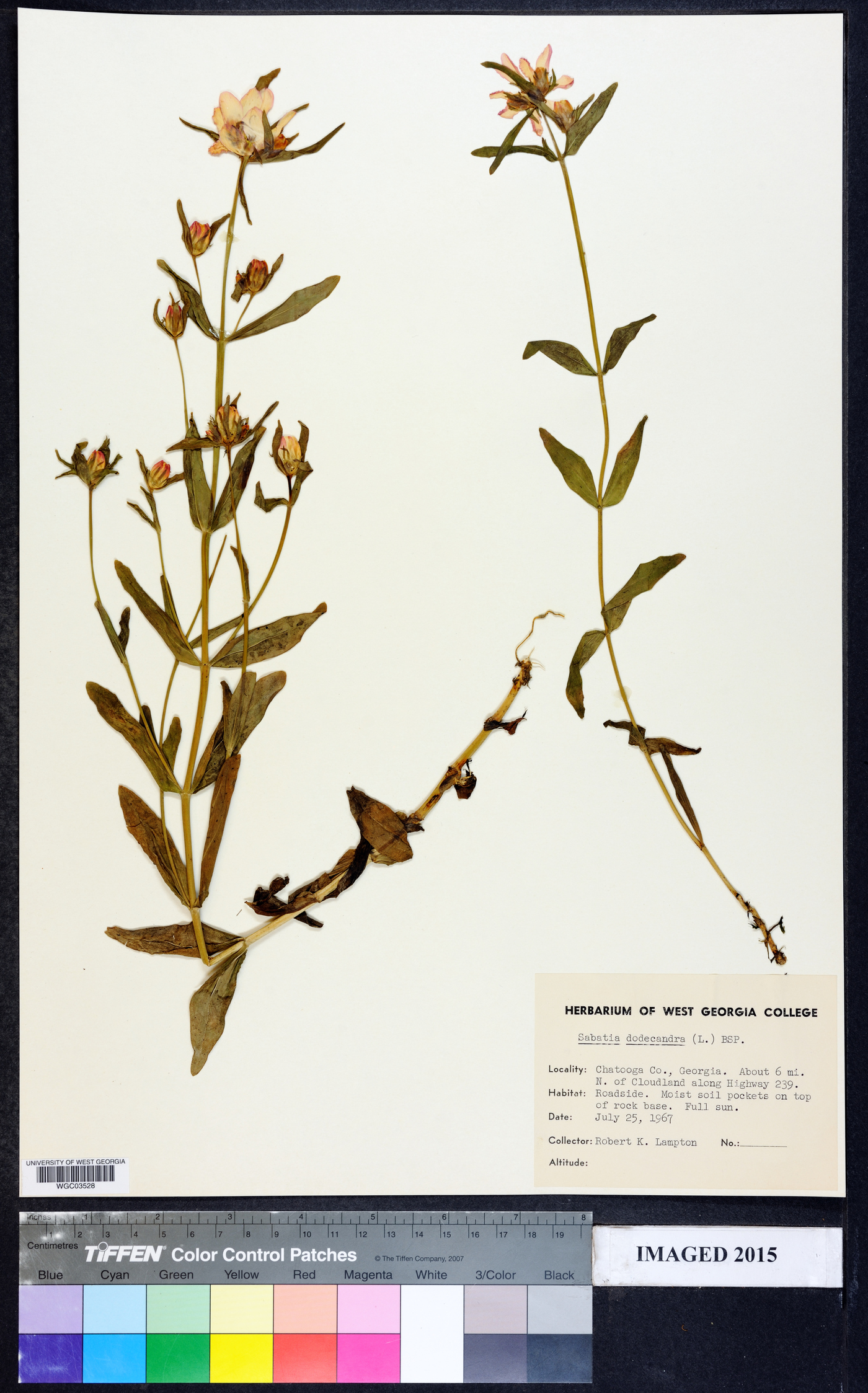 Sabatia dodecandra image