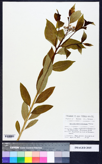 Amsonia tabernaemontana image