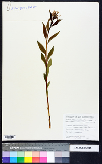 Amsonia tabernaemontana image