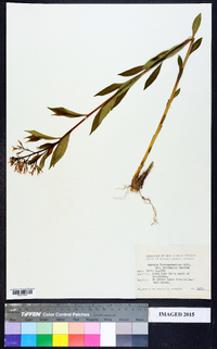 Amsonia tabernaemontana image