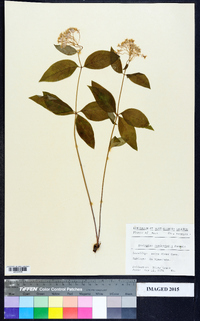 Asclepias quadrifolia image