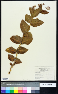 Asclepias humistrata image