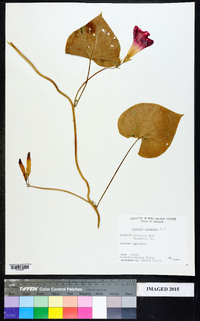 Ipomoea purpurea image