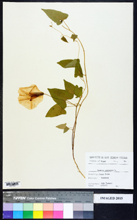 Ipomoea pandurata image