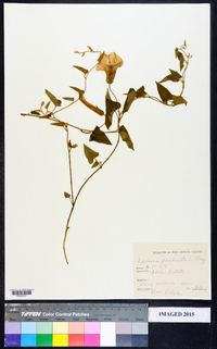 Ipomoea pandurata image