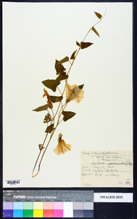 Ipomoea pandurata image