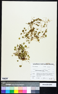 Dichondra carolinensis image