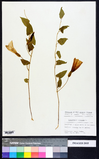 Convolvulus arvensis image