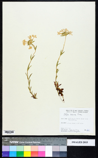 Phlox amoena image