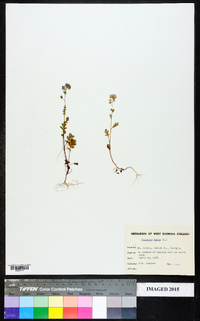 Phacelia dubia image