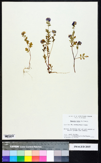 Phacelia dubia image