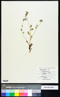 Phacelia dubia image