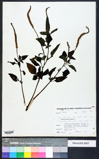 Heliotropium indicum image