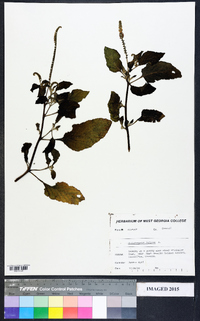 Heliotropium indicum image