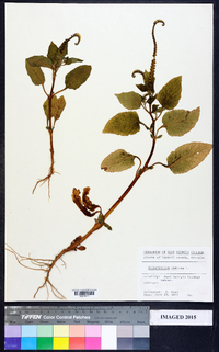 Heliotropium indicum image