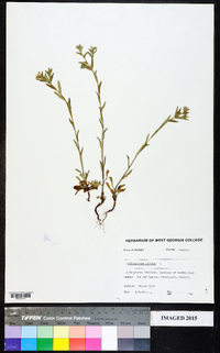 Buglossoides arvensis image