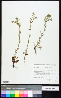 Buglossoides arvensis image