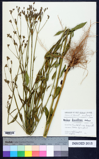 Verbena brasiliensis image