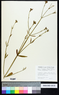 Verbena brasiliensis image