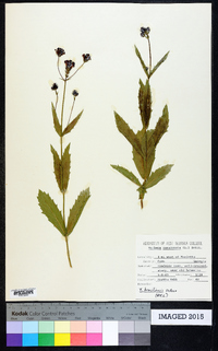 Verbena brasiliensis image