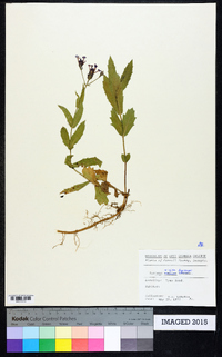 Verbena rigida image