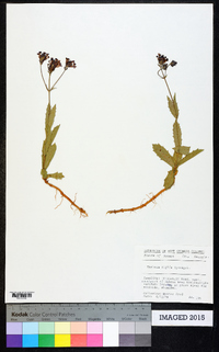 Verbena rigida image