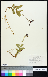 Verbena rigida image